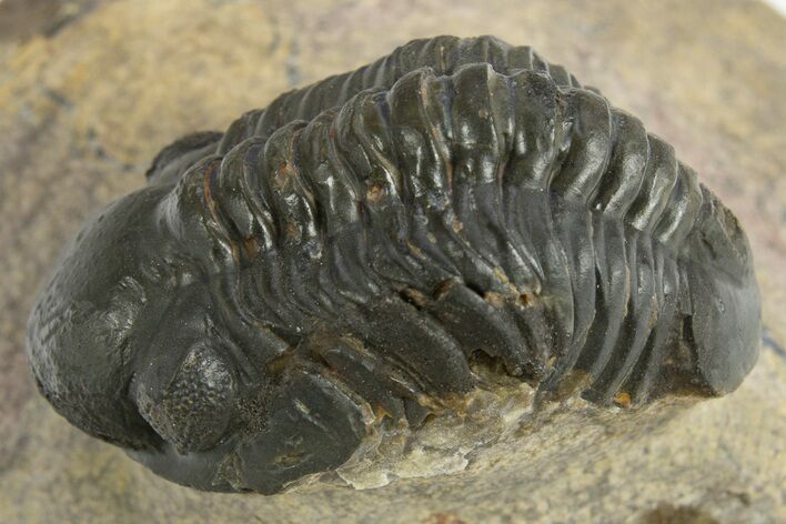 Reedops Trilobite - Atchana, Morocco #310636